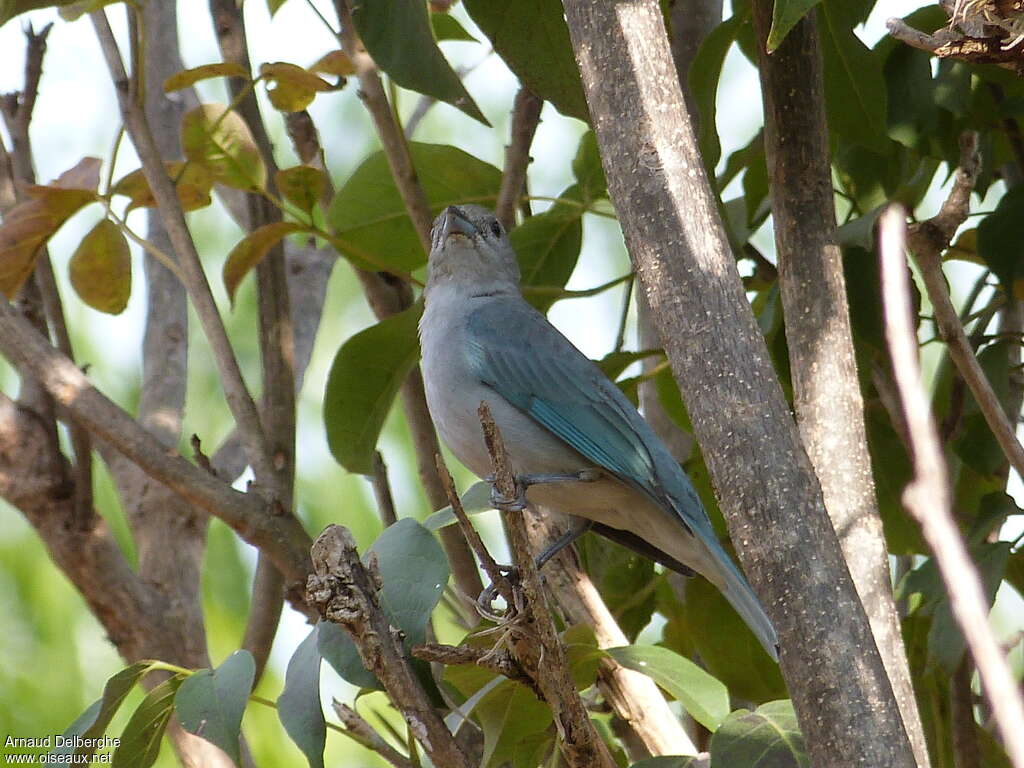 Tangara sayacaadulte, habitat