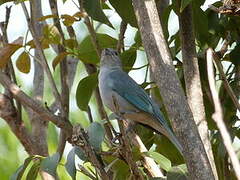 Sayaca Tanager