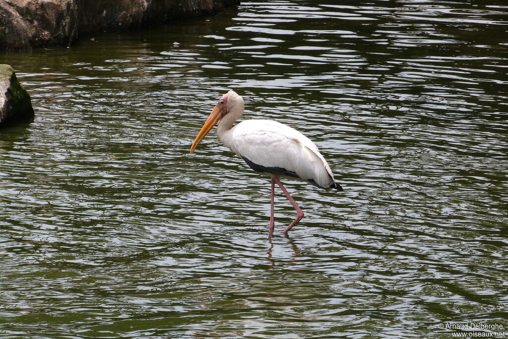 Milky Stork