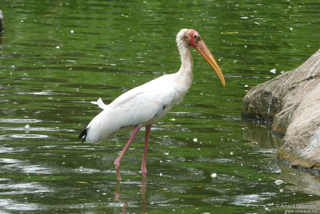 Milky Stork