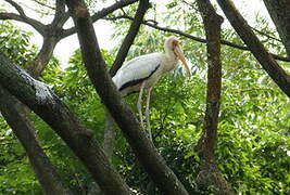 Milky Stork