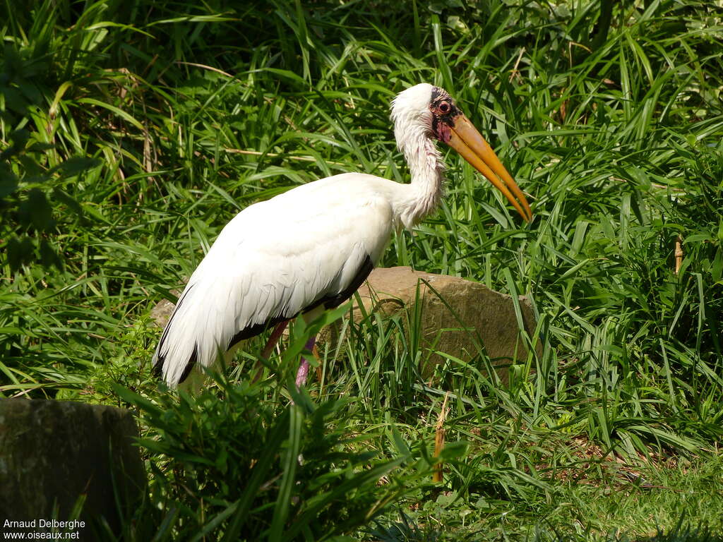 Tantale blancadulte