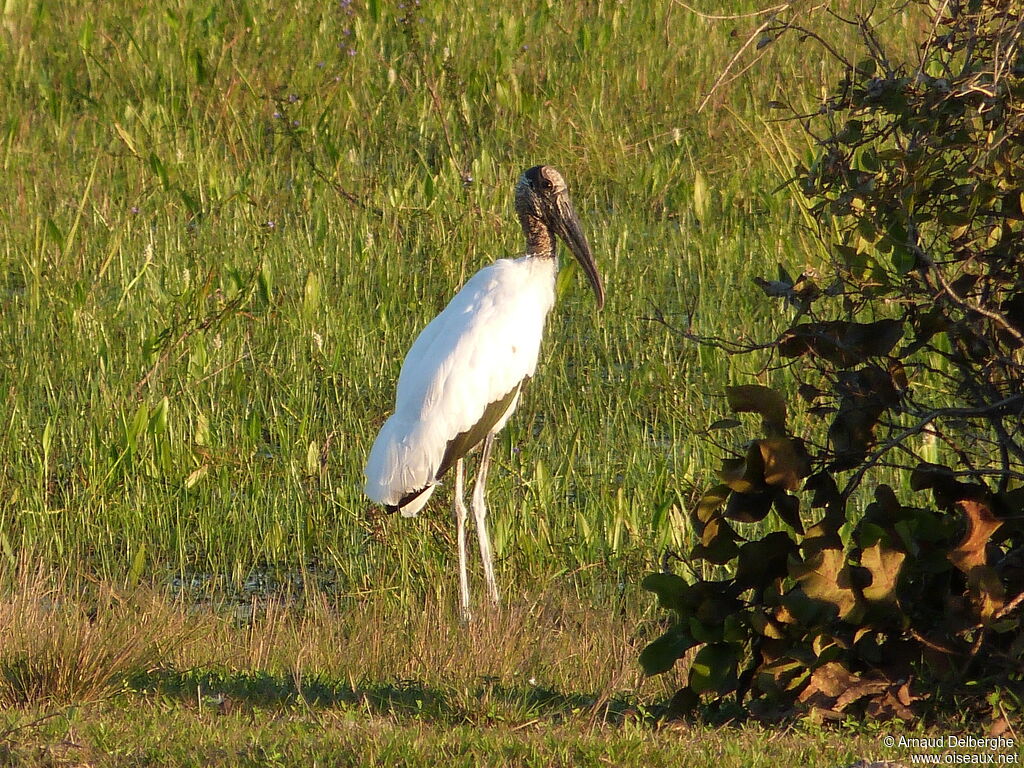 Wood Stork