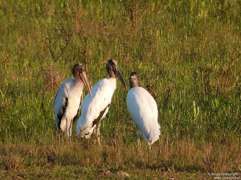 Wood Stork