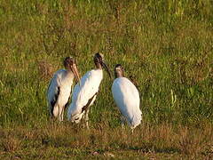 Wood Stork