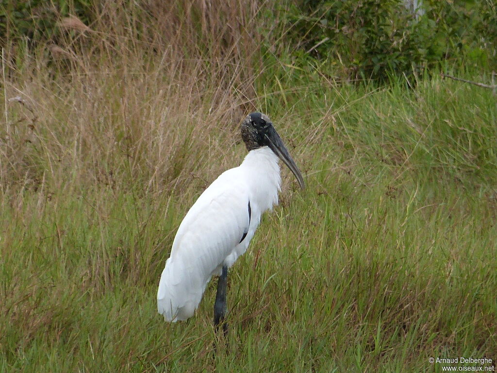 Wood Stork