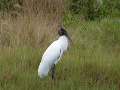 Wood Stork