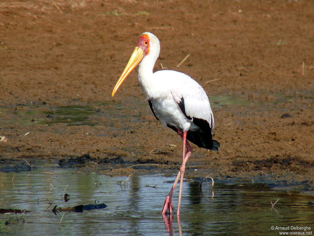 Tantale ibis