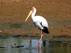 Yellow-billed Stork