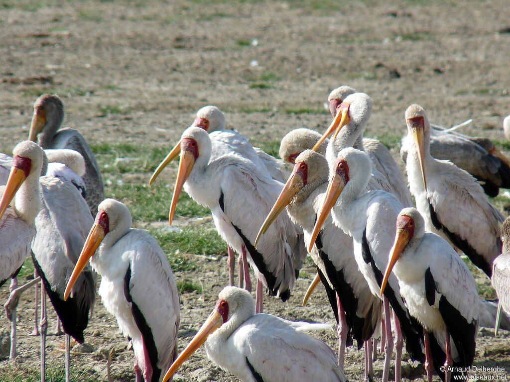 Yellow-billed Stork