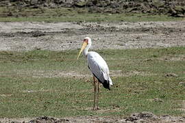 Yellow-billed Stork