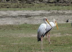 Yellow-billed Stork