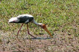 Painted Stork