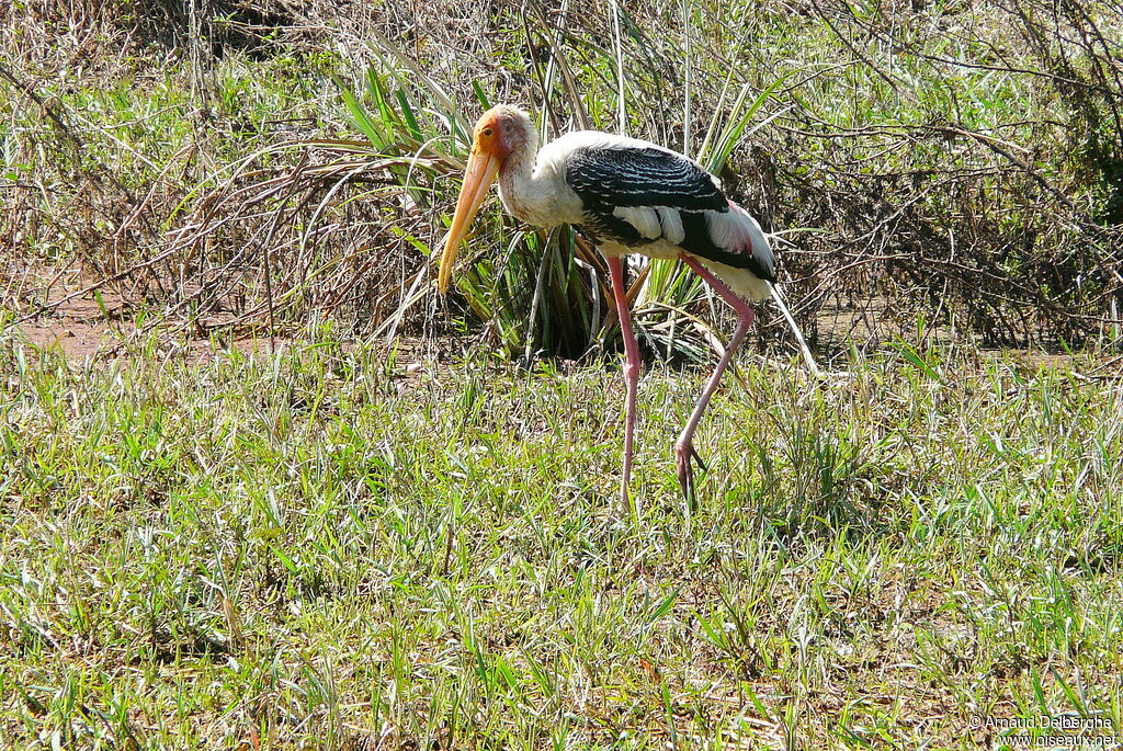 Painted Stork