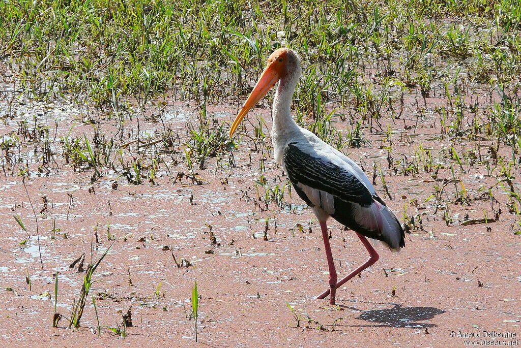 Painted Stork