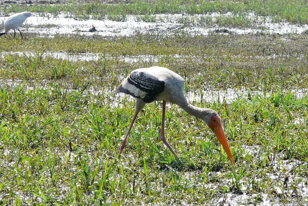 Painted Stork