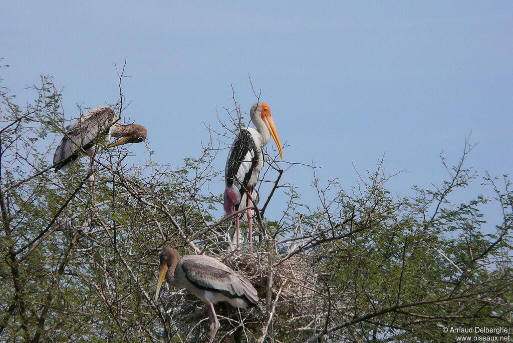 Painted Stork