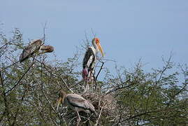 Painted Stork