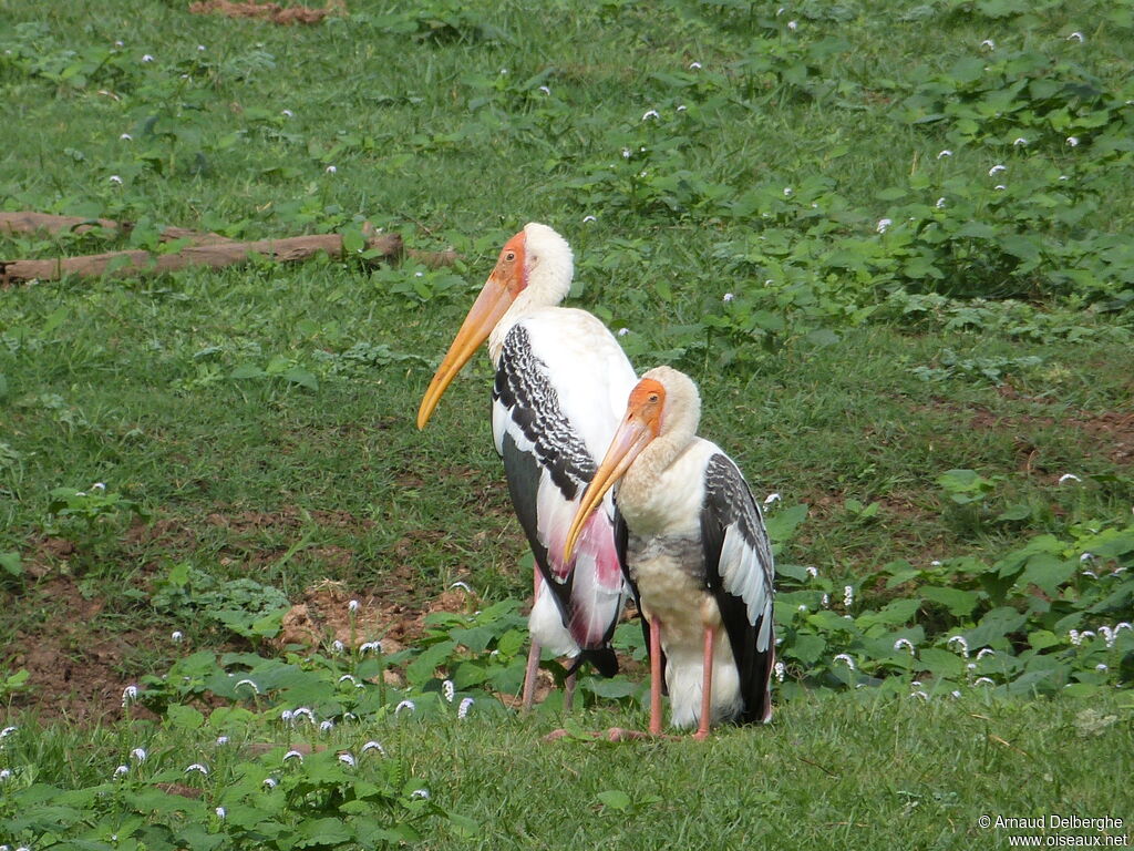 Painted Stork