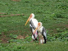 Painted Stork