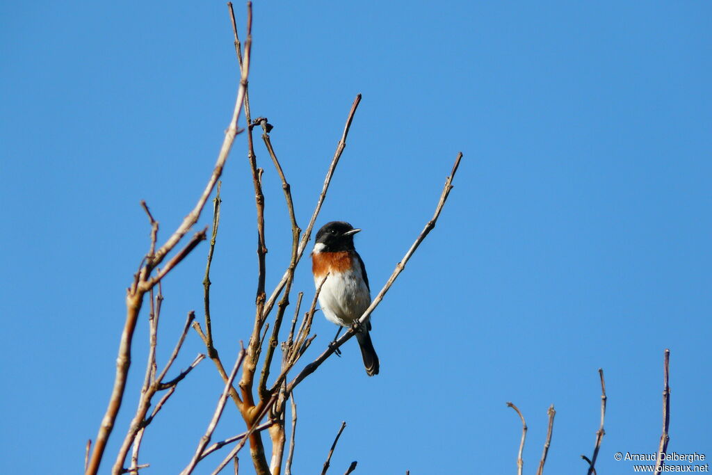 African Stonechat