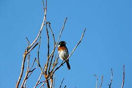 African Stonechat