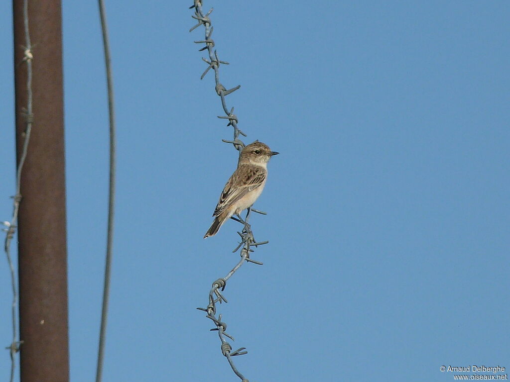 Siberian Stonechat