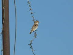 Siberian Stonechat