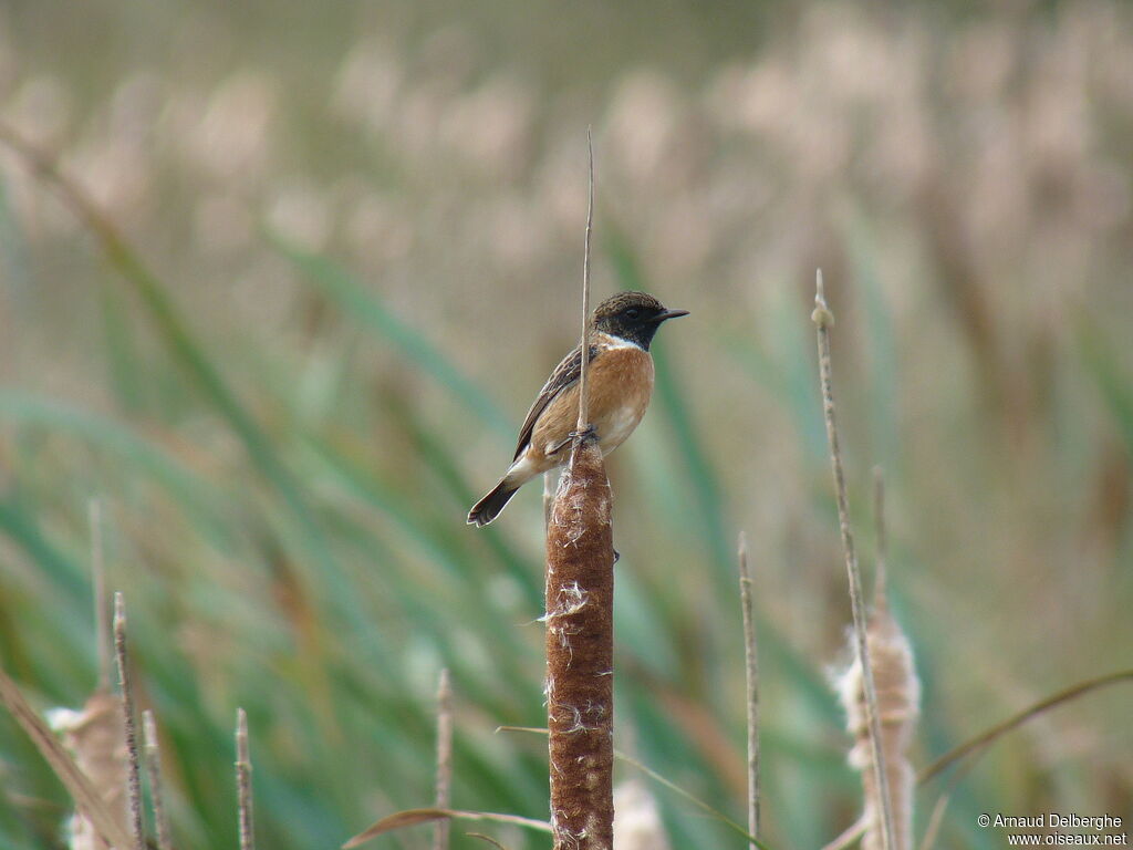 European Stonechat