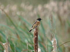 European Stonechat