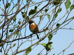 European Stonechat