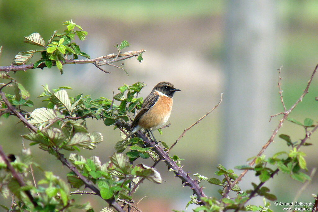 European Stonechat