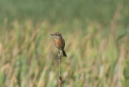 European Stonechat