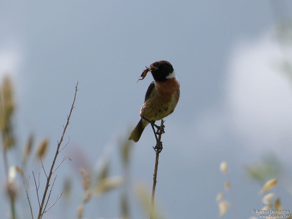 European Stonechat