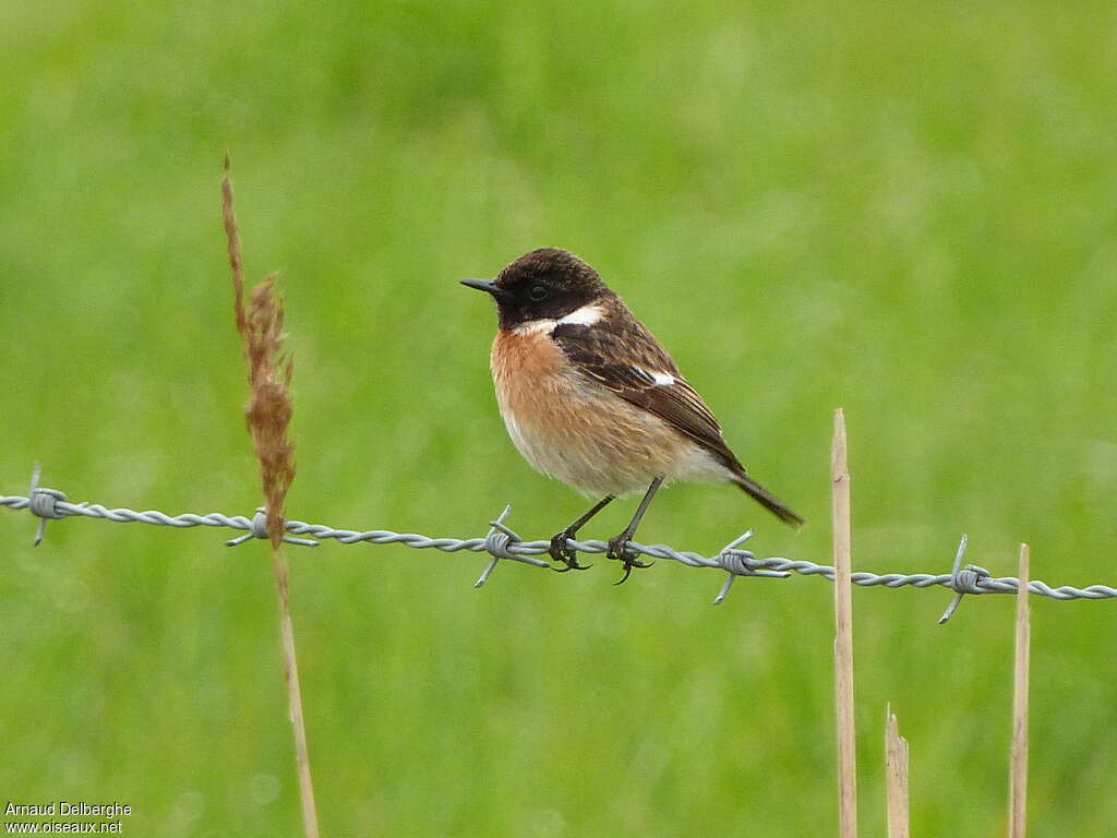 European Stonechat male adult transition, habitat, pigmentation, Behaviour