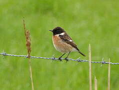 European Stonechat