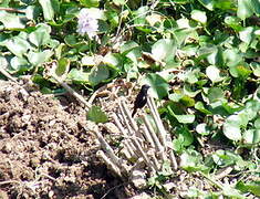 Pied Bush Chat