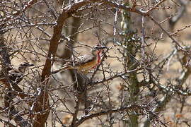 Rosy-patched Bushshrike