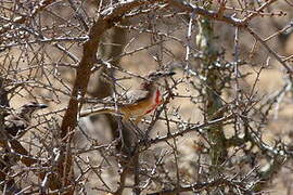 Rosy-patched Bushshrike