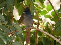 African Paradise Flycatcher