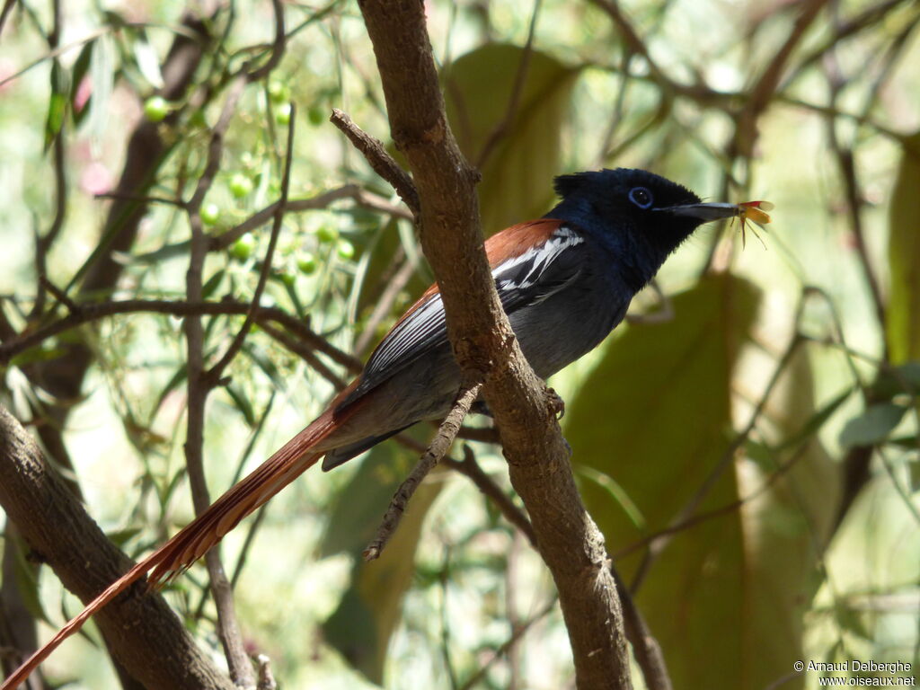 African Paradise Flycatcher