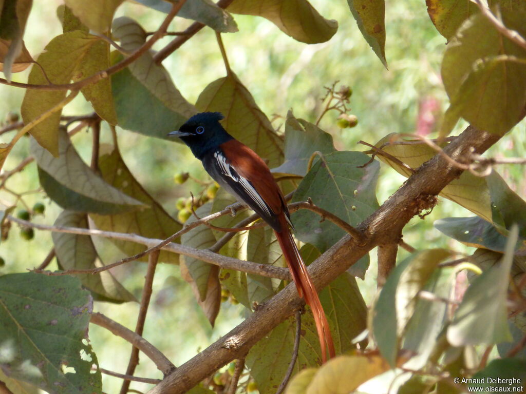 African Paradise Flycatcher