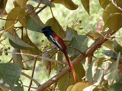 African Paradise Flycatcher