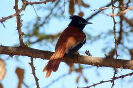 African Paradise Flycatcher