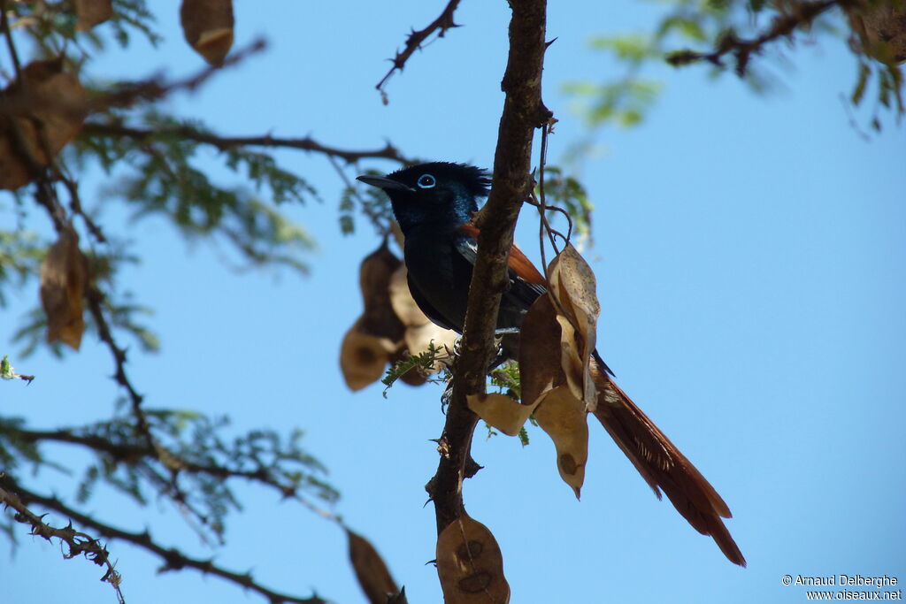 African Paradise Flycatcher