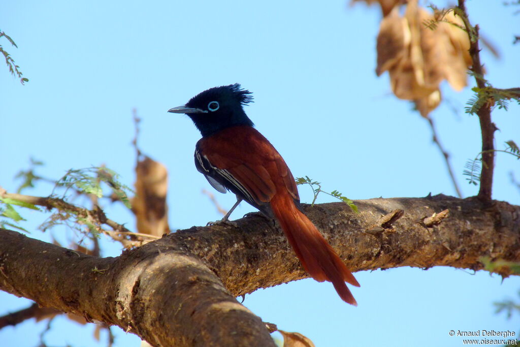 African Paradise Flycatcher