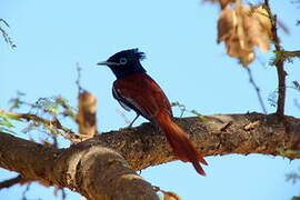 African Paradise Flycatcher