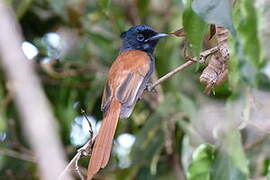 African Paradise Flycatcher