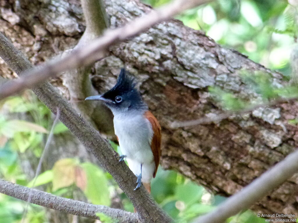 Indian Paradise Flycatcher