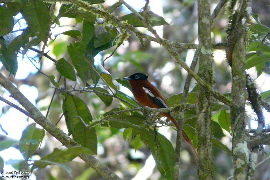 Malagasy Paradise Flycatcher male adult, habitat